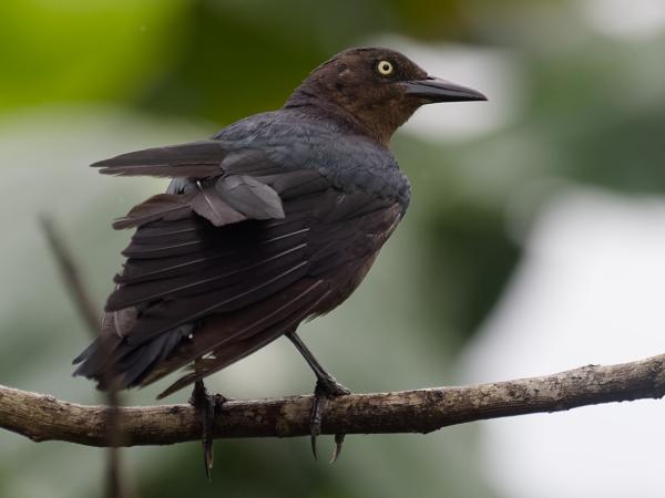 <h3><a href="/trips/costa-rica/biota/animalia/chordata/aves/040 passeriformes/124 icteridae/quiscalus mexicanus/quiscalus mexicanus-nl.html">Quiscalus&nbsp;mexicanus</a> / Great‑tailed&nbsp;grackle / Langstaarttroepiaal</h3>OM-1 Mark II met M.300mm F4.0 + MC-14, 1/2000 sec  bij F5.6, ISO 2500, afstand 10.3&nbsp;m